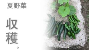 夏野菜の収穫